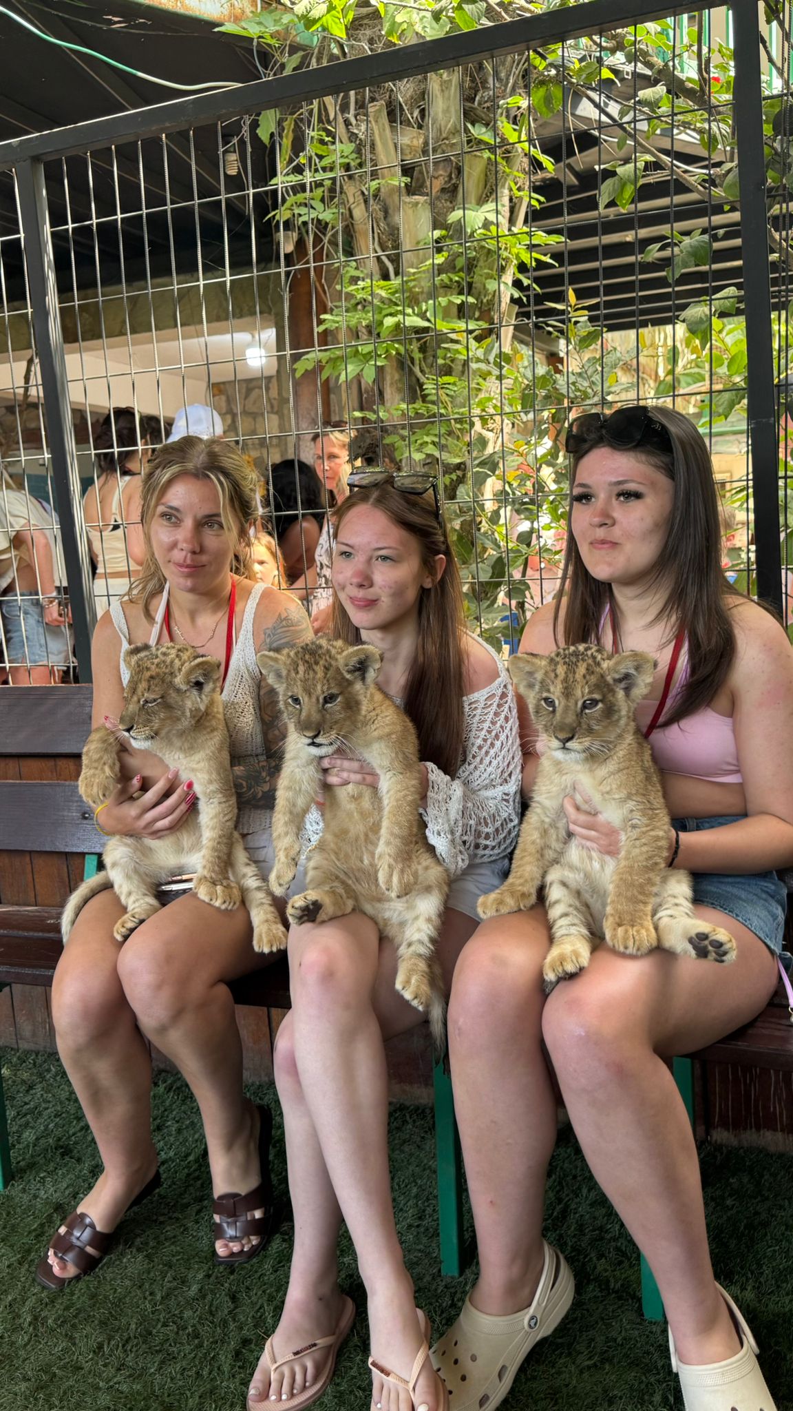 Holding Lions