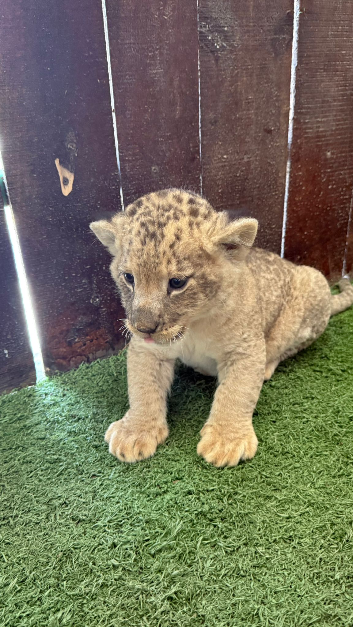 Private Baby Lion & Zoo Safari From Antalya